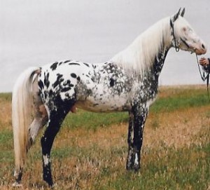 AraAPPALOOSA